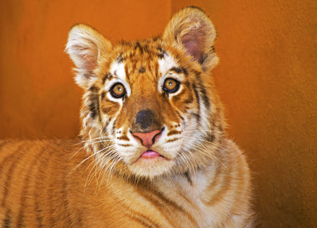 Frontal view of a young tiger faceの写真素材