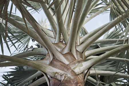  Palm tree trunk with branches viewed from the ground upの写真素材