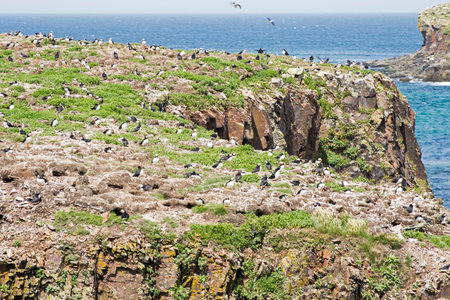 A colony of Puffin seabirds in Elliston, Newfoundland, Canadaの写真素材