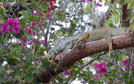Iguanas kissing on a tree branch in the tropicsの写真素材