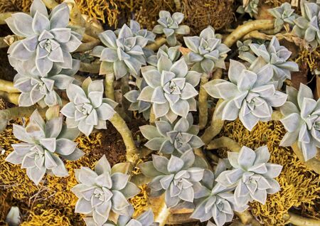 Succulent plants growing in a tropical botanical gardenの写真素材