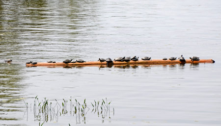 Turtles sunning on a floating log in Eastern Canadaの写真素材