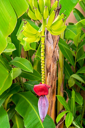 Hanging banana flower with bananas, surrounded with leavesの写真素材