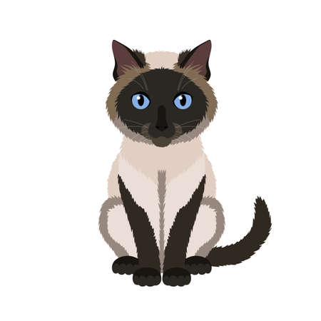 Vector illustration of funny siamese cat isolated on white backgroundのイラスト素材