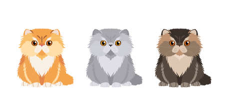 Set of illustrations of three persian cats in different colors. Vector cats collection for your design isolated on white backgroundのイラスト素材