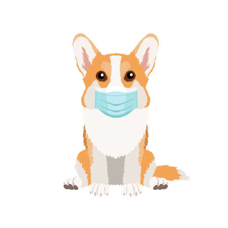Vector portrait of welsh corgi pembroke wearing face mask isolated on white backgroundのイラスト素材