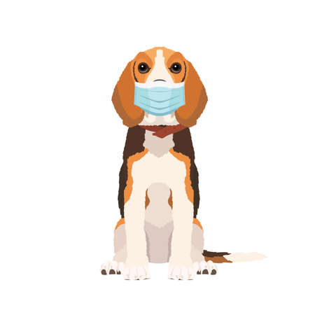 Vector portrait of Beagle dog wearing face mask isolated on white backgroundのイラスト素材