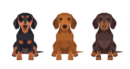 Set of illustrations of three dachshunds in different colors. Vector dogs collection for your designのイラスト素材