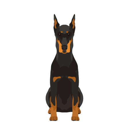 Vector portrait of a Doberman isolated on white backgroundのイラスト素材