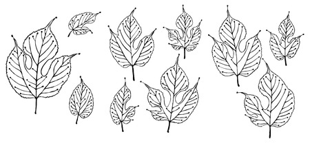 Outline stylized design of mulberry leaf shapes artのイラスト素材