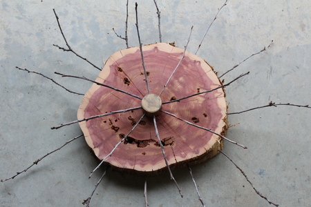 Nature art sculpture with a large slice of red cedar and twigsの写真素材