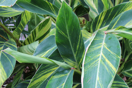Background pattern of striped leaves