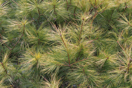 White pine tree background texture