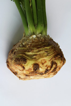 Closeup view of celeriac bulb root