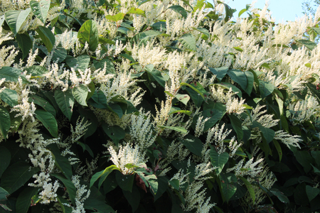 Autumn blooming Japanese knotweed invasive speciesの写真素材