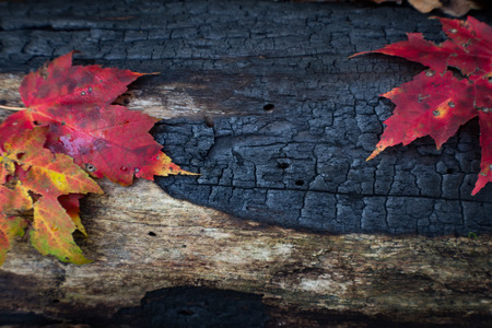 Burned and charred log detail background with several leavesの写真素材