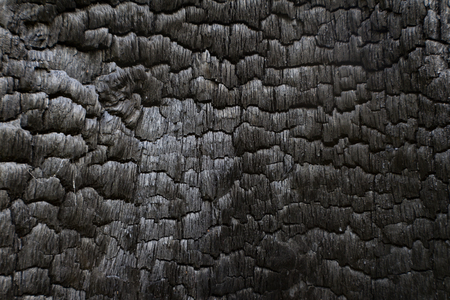 Charred black wood log interior burned in a forest fire, horizontal aspectの写真素材