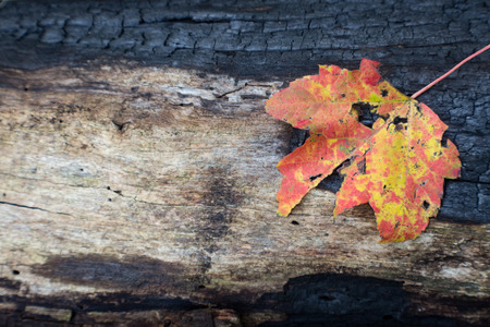 Partially charred log background with orange and yellow leaf, space for text, horizontal aspectの写真素材