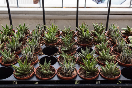 Tray of potted succulents in a bright windowsill, horizontal aspectの写真素材