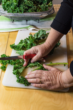 Detail of woman cutting the center spine from a curly kale leafの写真素材