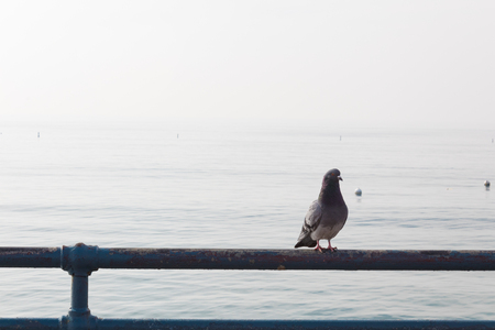 Solitary pigeon on blue metal railing overlooking calm ocean, morning, horizontal aspectの写真素材