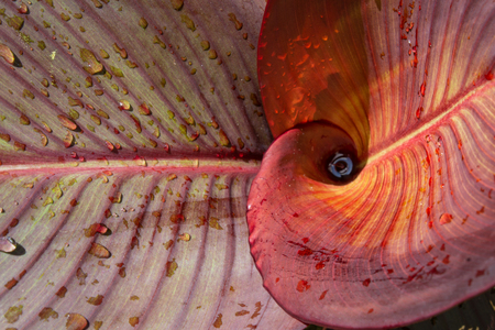 Close view of raindrops on red cana lily leaves, horizontal aspectの写真素材