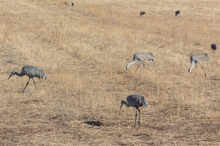 Bosque del Apache New Mexico, Sandhill cranes Antigone canadensis gleaning open fields, winter, horizontal aspectの写真素材