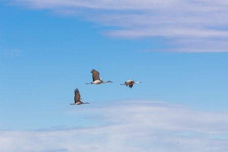 Bosque del Apache New Mexico, Sandhill cranes Antigone canadensis in flight, horizontal aspectの写真素材