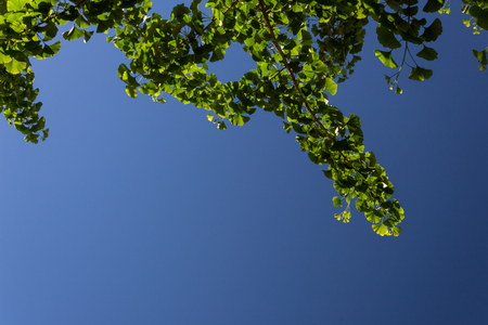 Sunlight filtering through ginkgo leaves against a deep blue sky, copy space, horizontal aspectの写真素材