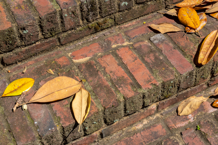 Old brick stairs in need of cleaning, magnolia leaf litter, moss and dirt, horizontal aspectの写真素材