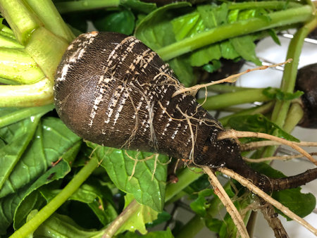 Black radish rinsed showing roots and leaves, horizontal aspect