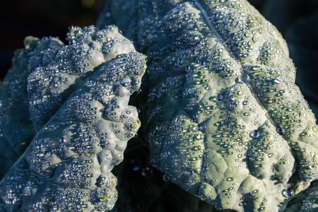 Blue green kale leaves covered in drops of dew, organic small community garden farming techniques, horizontal aspectの写真素材