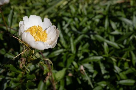 Single white peony flower with yellow anemone center, off center with selective focus and copy space, horizontal aspectの写真素材