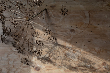 Dried dill seed head on a wood table, natural light culinary food background, creative copy space,...