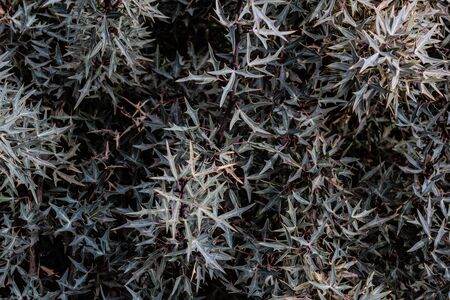 Background of leaves, thick and waxy with sharp points, nature backdrop, horizontal aspectの写真素材