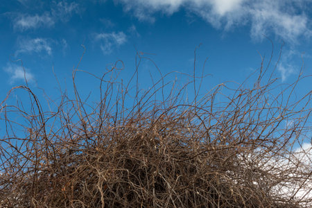 Thicket of dense branches and vines, twisted and arched, before a brilliant blue sky with wispy...