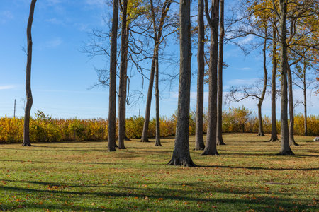 Grassy outdoor area with tall trees, autumn fall foliage, cornfield beyond, horizontal aspect