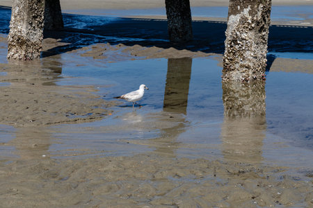 Single Ring-billed gull wading through tidepools beneath a pier, pilings covered in oysters and barnacles, horizontal aspectの写真素材