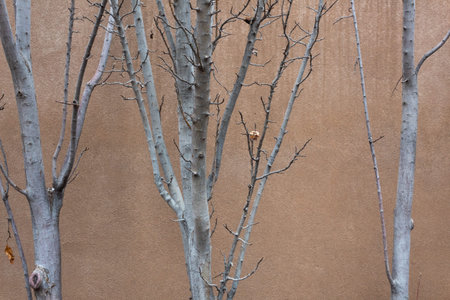 Gray bare trees against a terra cotta stucco wall, nature background, horizontal aspect