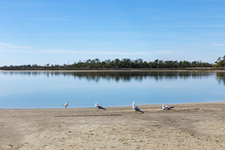 Group of ring-billed gulls on a sandy beach before still blue waters, distant land, USA Atlantic...