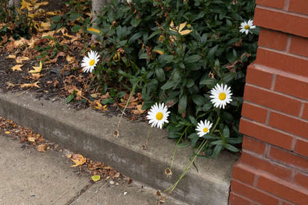 Red brick column and low planter with late season daisies and autumn leaves, fall season, horizontal aspectの写真素材
