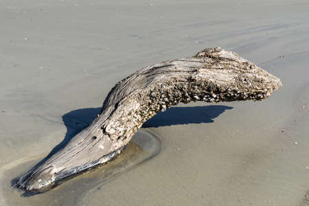 Large piece of driftwood emerging from a tidal pool in the sand of a coastal beach, partially covered in barnacles, horizontal aspectの写真素材