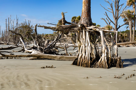 Pine tree with deeply exposed root system on a beach with extreme sand erosion on a sunny day,...