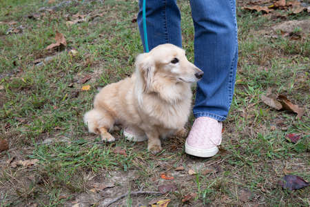 Blonde long haired dachshund sitting on grass by owners feet and legs, horizontal aspectの写真素材