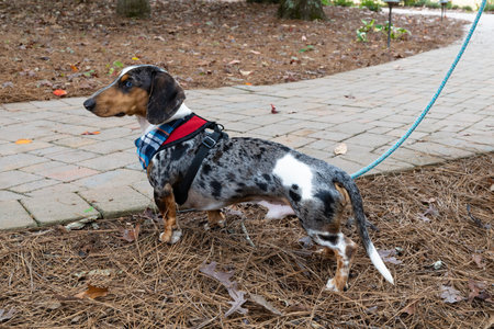 Side profile view of a blue eyed, dappled male dachshund on a leash with a harness and plaid...