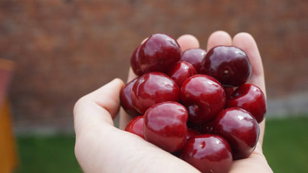A handful of beautiful fresh cherries