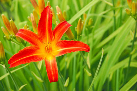 Orange lilies in the gardenの写真素材