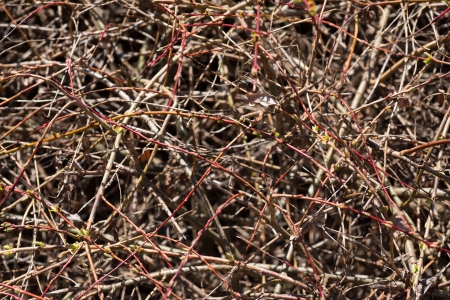 Background of the branches of the tree with budsの写真素材