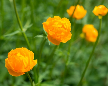 Buttercup Orangeの写真素材
