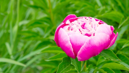 Pink Peony in natureの写真素材